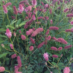 Sanguisorba menziesii