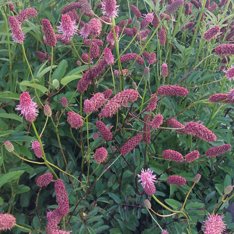 Sanguisorba menziesii