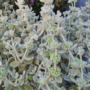 Ballota pseudodictamnus 'Compact Form'