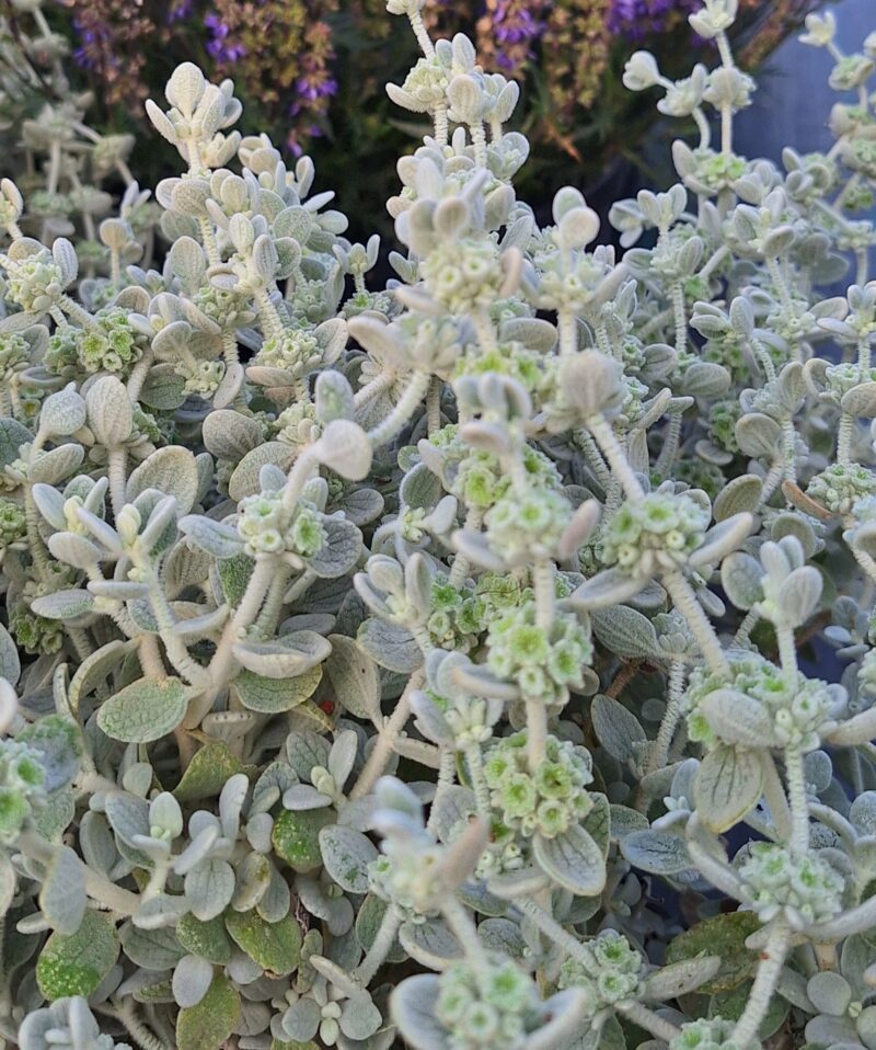 Ballota pseudodictamnus 'Compact Form'