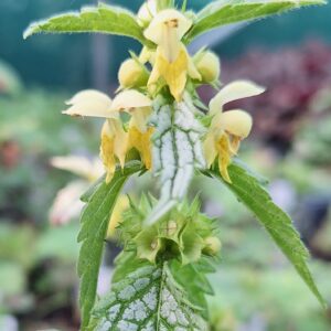 Lamiastrum galeobdolon 'Herman's Pride'