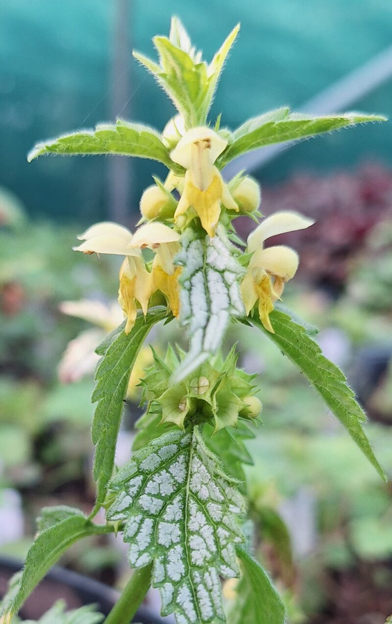 Lamiastrum galeobdolon 'Herman's Pride'