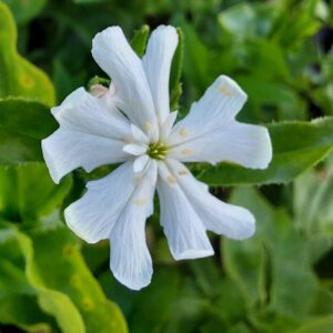 Lychnis chalcedonica 'Rauhreif'