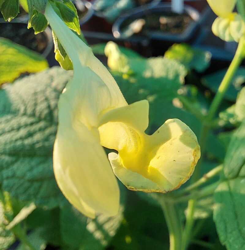 Nepeta govaniana
