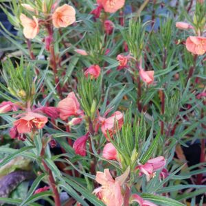 Oenothera versicolor 'Sunset Boulevard'