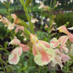 Salvia jamensis 'Belle de Loire'