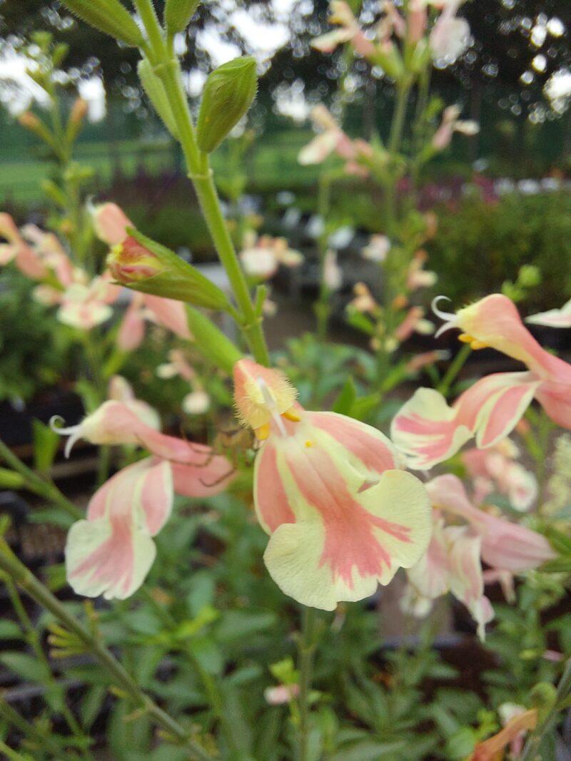 Salvia jamensis 'Belle de Loire'