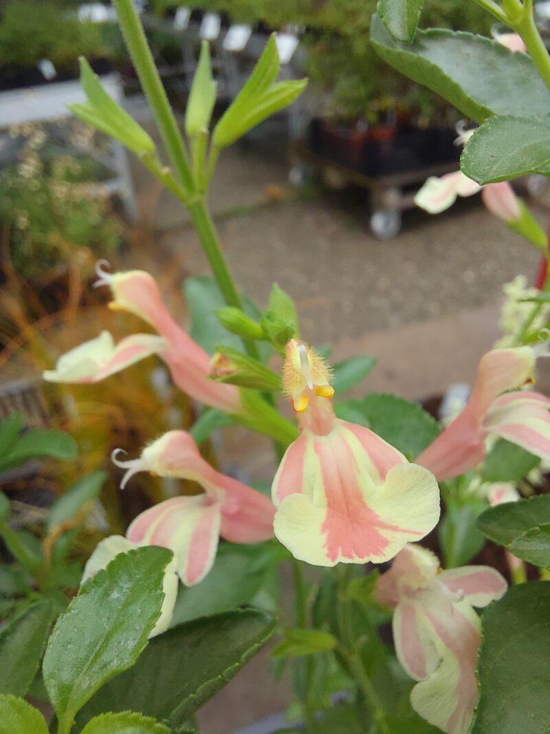 Salvia jamensis 'Belle de Loire' - Afbeelding 3