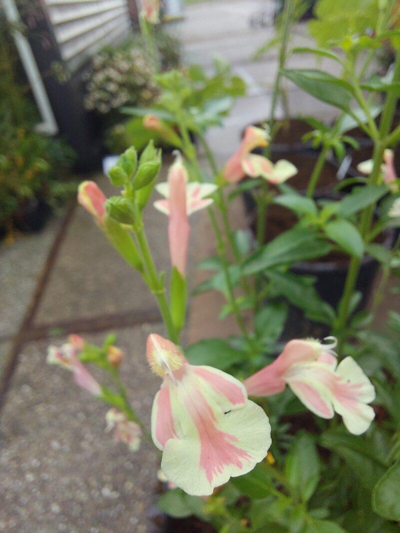 Salvia jamensis 'Belle de Loire' - Afbeelding 2