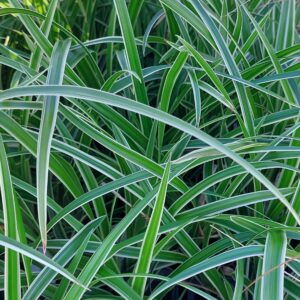Carex morrowii 'Ice Dance'