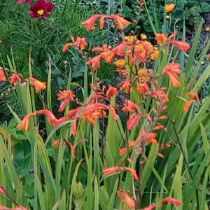 Crocosmia oranje