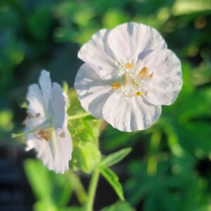 Geranium phaeum 'Album'