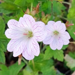 Geranium versicolor