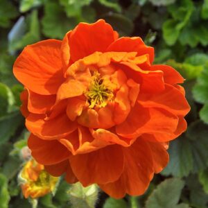 Geum 'Orange Pumpkin'
