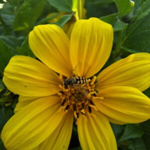 Helianthus 'Flying Saucers'