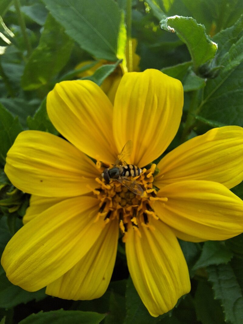 Helianthus 'Flying Saucers'