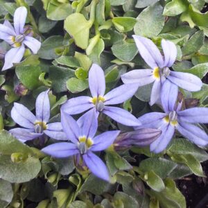 Isotoma fluviatilis 'Dark Blue'