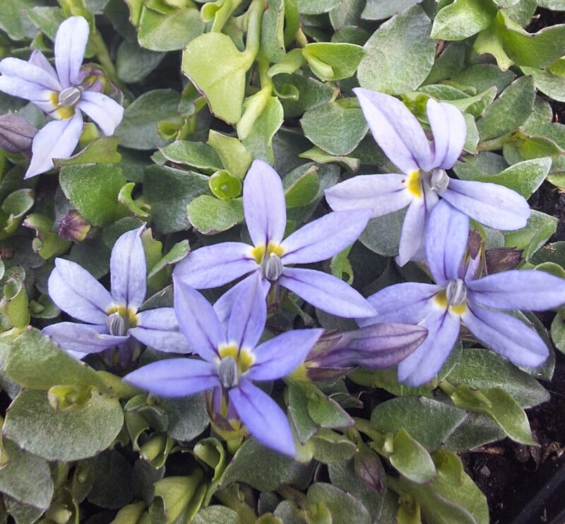 Isotoma fluviatilis 'Dark Blue'