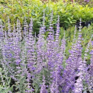 Perovskia atriplicifolia 'Prime Time'