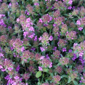 Thymus praecox 'Purple Beauty'